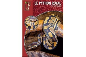 Le Python royal - Python regius Guide Reptilmag
